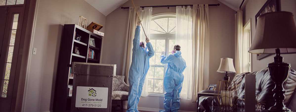 Mold Removal - Black Mold Removal Springfield Missouri