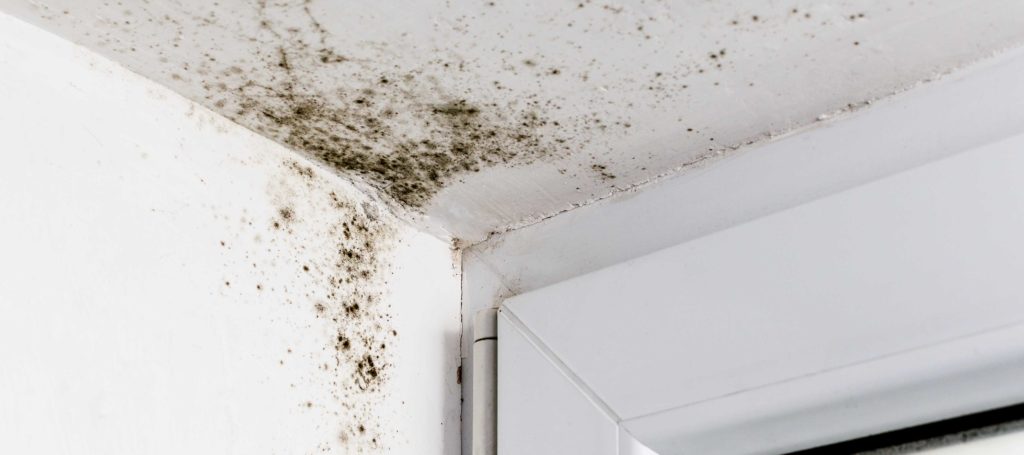 EPA Guidelines for Mold - Mold Remediation Company in Springfield MO