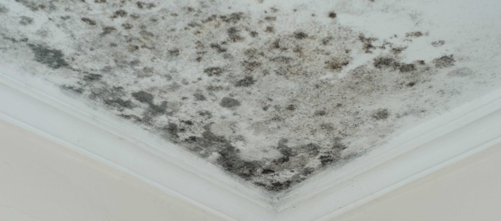 Most Common Types Of Mold Inside Homes in Springfield Missouri