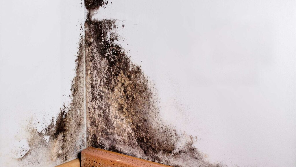 Dangers of Mycotoxins From Mold Infestation in Springfield Missouri