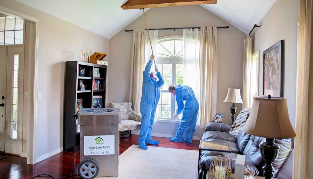 What Are All The Steps Involved With Professional Mold Remediation in Springfield Missouri